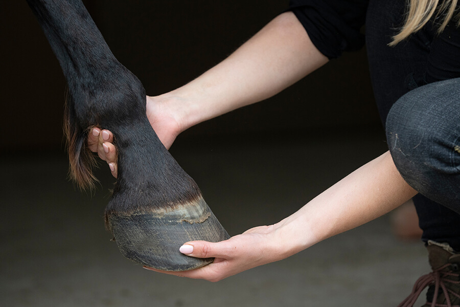 Equine Musculoskeletal Therapy