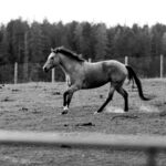 Osteochondrosis (OCD) in horses