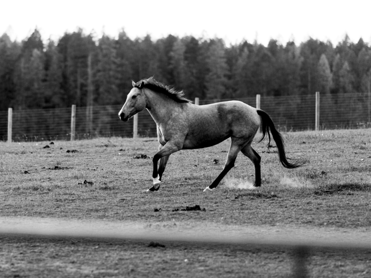 Osteochondrosis (OCD) in horses